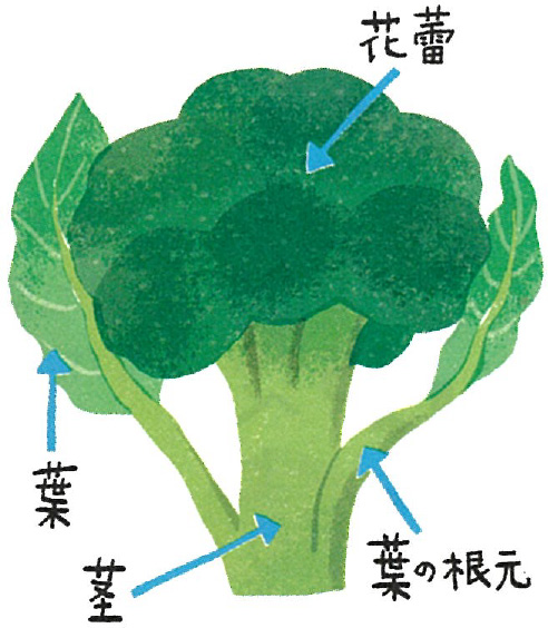 捨てるところゼロ